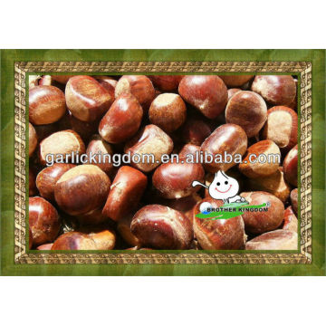 Fresh chestnut/good quality chestnut